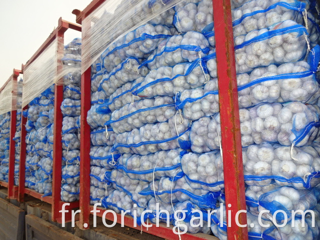 Best Quality Fresh Normal Garlic 5 0cm